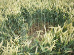 East Field, Wiltshire crop circle, aerial photo 54