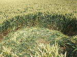 East Field, Wiltshire crop circle, aerial photo 30