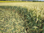 East Field, Wiltshire crop circle, aerial photo 41
