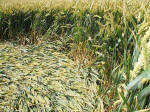 East Field, Wiltshire crop circle, aerial photo 40