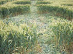 East Field, Wiltshire crop circle, aerial photo 43