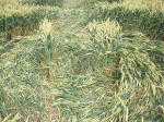 East Field, Wiltshire crop circle, aerial photo 33