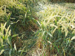 East Field, Wiltshire crop circle, aerial photo 49