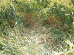 East Field, Wiltshire crop circle, aerial photo 52