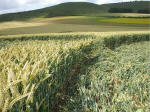East Field, Wiltshire crop circle, aerial photo 46