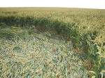 East Field, Wiltshire crop circle, aerial photo 42