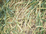 East Field, Wiltshire crop circle, aerial photo 29