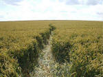 East Field, Wiltshire crop circle, aerial photo 39