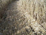 Green Street, Wiltshire crop circle, aerial photo 19