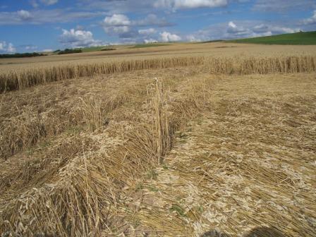Green Street, Wiltshire crop circle, aerial photo 21