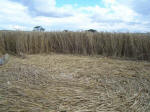 Green Street, Wiltshire crop circle, aerial photo 20