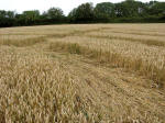 Hat Gate Cottage, Wiltshire crop circle, aerial photo 14