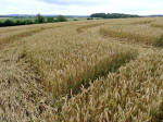 Hat Gate Cottage, Wiltshire crop circle, aerial photo 15