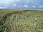 Hinton Downs, Oxfordshire crop circle, aerial photo 18