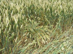 Hinton Downs, Oxfordshire crop circle, aerial photo 20