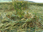 Hinton Downs, Oxfordshire crop circle, aerial photo 21