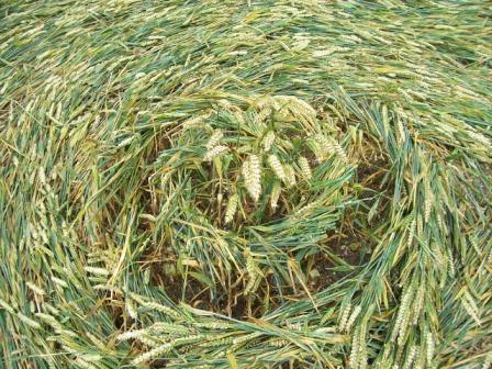 Hinton Downs, Oxfordshire crop circle, aerial photo 14
