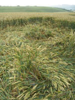 Hinton Downs, Oxfordshire crop circle, aerial photo 22