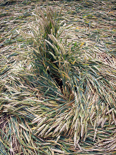 Hinton Downs, Oxfordshire crop circle, aerial photo 29