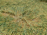 Hinton Downs, Oxfordshire crop circle, aerial photo 13