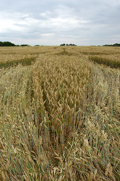 Martinsell Hill, Wiltshire crop circle, aerial photo 6