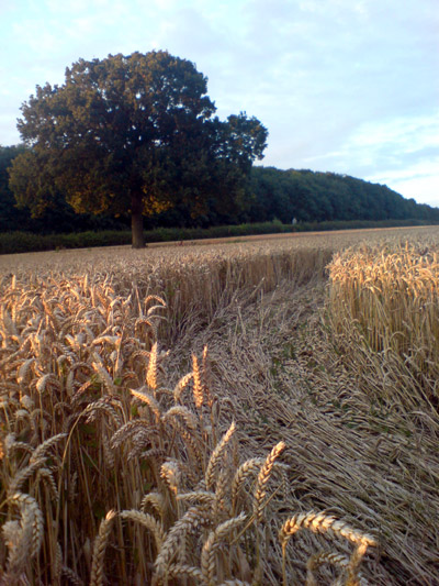 Milbourne, Wiltshire crop circle, aerial photo 2