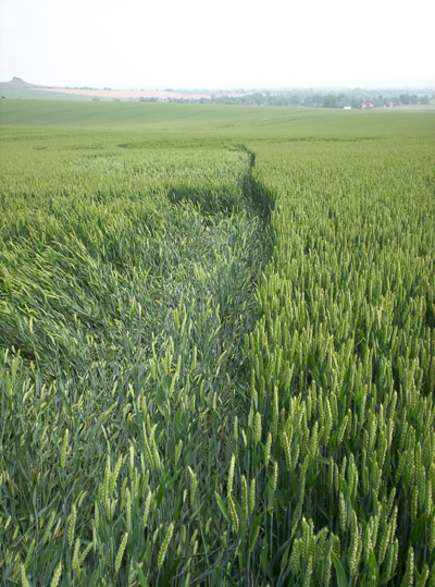 White Horse Milk Hill, Wiltshire crop circle, aerial photo 16