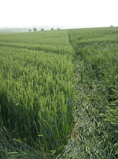 White Horse Milk Hill, Wiltshire crop circle, aerial photo 15