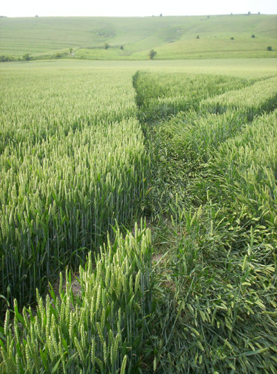 White Horse Milk Hill, Wiltshire crop circle, aerial photo 14