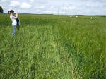 Morgan Hill, Wiltshire crop circle, aerial photo 43