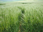 Morgan Hill, Wiltshire crop circle, aerial photo 53