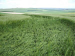Morgan Hill, Wiltshire crop circle, aerial photo 51