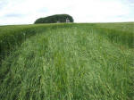 Morgan Hill, Wiltshire crop circle, aerial photo 64