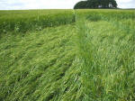 Morgan Hill, Wiltshire crop circle, aerial photo 63