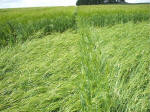 Morgan Hill, Wiltshire crop circle, aerial photo 62