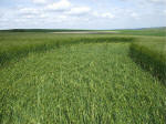 Morgan Hill, Wiltshire crop circle, aerial photo 58