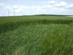 Morgan Hill, Wiltshire crop circle, aerial photo 56