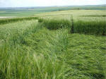 Morgan Hill, Wiltshire crop circle, aerial photo 50