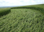 Morgan Hill, Wiltshire crop circle, aerial photo 49