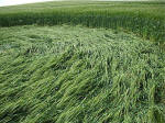 Morgan Hill, Wiltshire crop circle, aerial photo 48