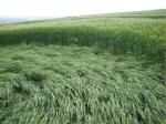 Morgan Hill, Wiltshire crop circle, aerial photo 47