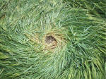 Morgan Hill, Wiltshire crop circle, aerial photo 46