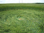Morgan Hill, Wiltshire crop circle, aerial photo 45