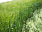 Morgan Hill, Wiltshire crop circle, aerial photo 41