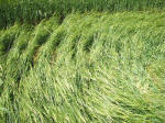 Morgan Hill, Wiltshire crop circle, aerial photo 40