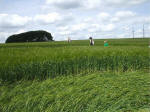 Morgan Hill, Wiltshire crop circle, aerial photo 38
