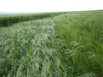 Morgan Hill, Wiltshire crop circle, aerial photo 37