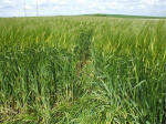 Morgan Hill, Wiltshire crop circle, aerial photo 35