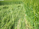 Morgan Hill, Wiltshire crop circle, aerial photo 33
