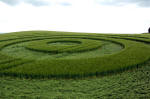 Morgan Hill, Wiltshire crop circle, aerial photo 10